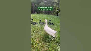 Getting my ducks in a row is hard! 🦆 #Ducks #PetDucks #DucksInARow #FarmAnimals #FunnyPets #Shorts