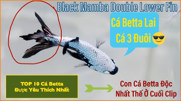 TOP 10 cá BETTA ĐƯỢC YÊU THÍCH NHẤT .Cá Độc Ở Cuối Video | top 10 most loved bettas in the world.