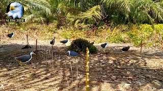 Part 127 -Tổng Hợp Những Video Bẫy Chim-bird trap video compilation #birdstv #birds #birdtraps