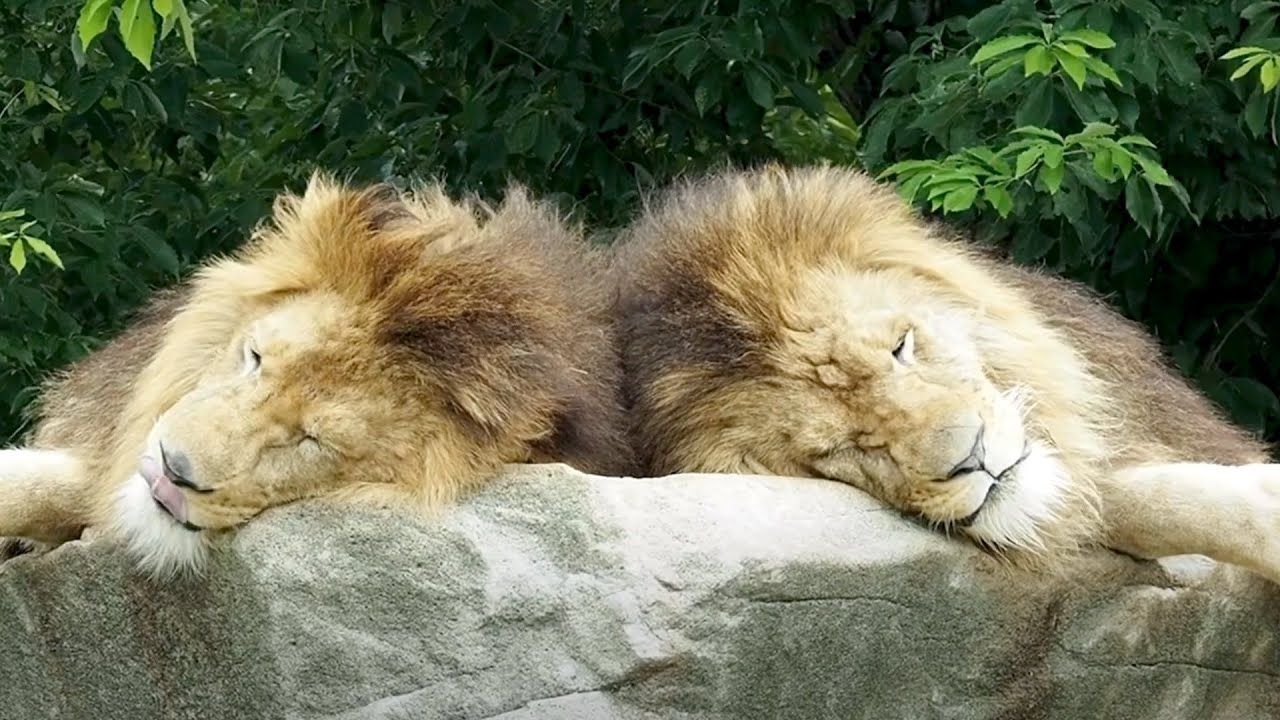 姫路セントラルパークのライオンたち１