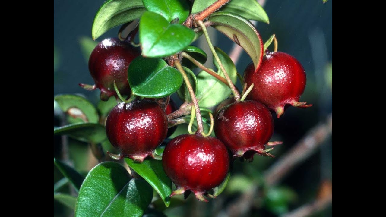 Myricoides Ugni Nero Guava Cileno | Frutta Tasty | 12 Semi Freschi : Amazon.it: Giardino E Giardinaggio