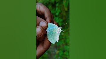 Beautiful Butterfly ko pakad ke chhor dia hu #viral #trending #shorts #nature #butterfly #beautiful