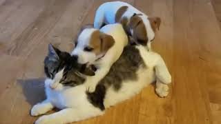 Jack Russell puppies attacking the cat