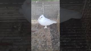 Download Lagu شويه الحمام دول للبيع MP3