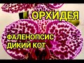 Фаленопсис Дикий кот (Phalaenopsis Wild Cat)