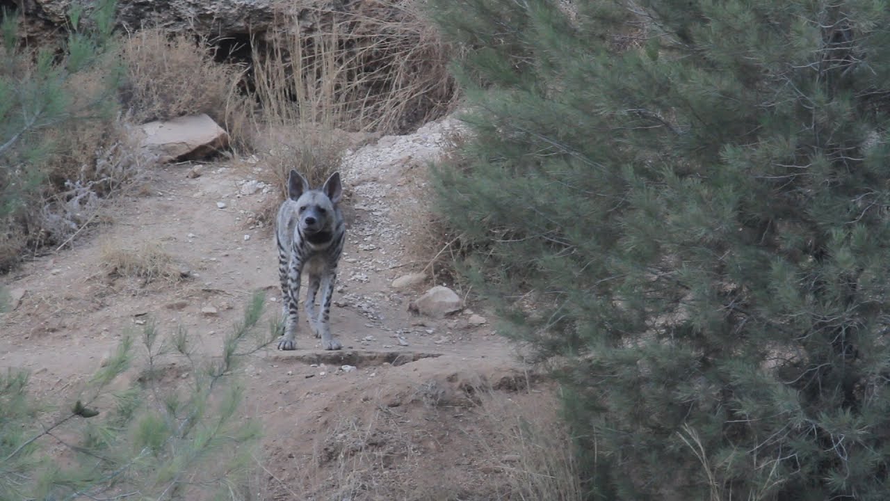 wildlife videos national geographic download Hyena Diary 3 יומן הצבוע
