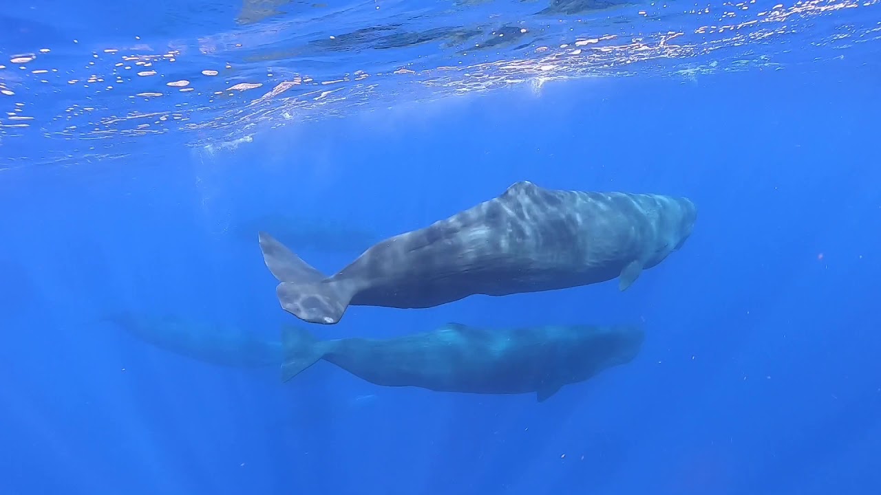 パラオでマッコウクジラの群れに遭遇！Group of sperm whales in Palau