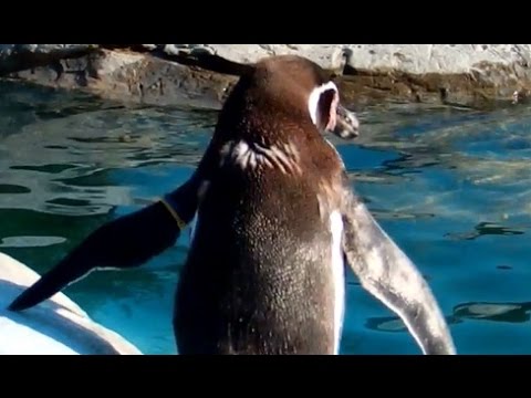 フンボルトペンギン - 東武動物公園　 Humboldt Penguin in Tobu Zoo