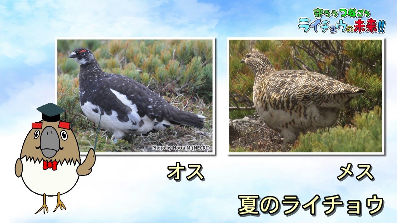 守ろう つなごう ライチョウの未来 オス メスの見分け方編 Youtube 守ろう つなごう ライチョウの未来 オス メスの見分け方編 Youtube