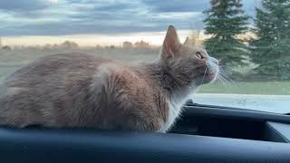 Medi Cat chirps some more to a beautiful sunset by Medi Cat 4,319 views 2 years ago 2 minutes, 31 seconds