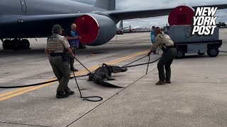 Wild Video Shows Authorities Wrangle Massive Gator That Wandered Onto Air Force Base Tarmac