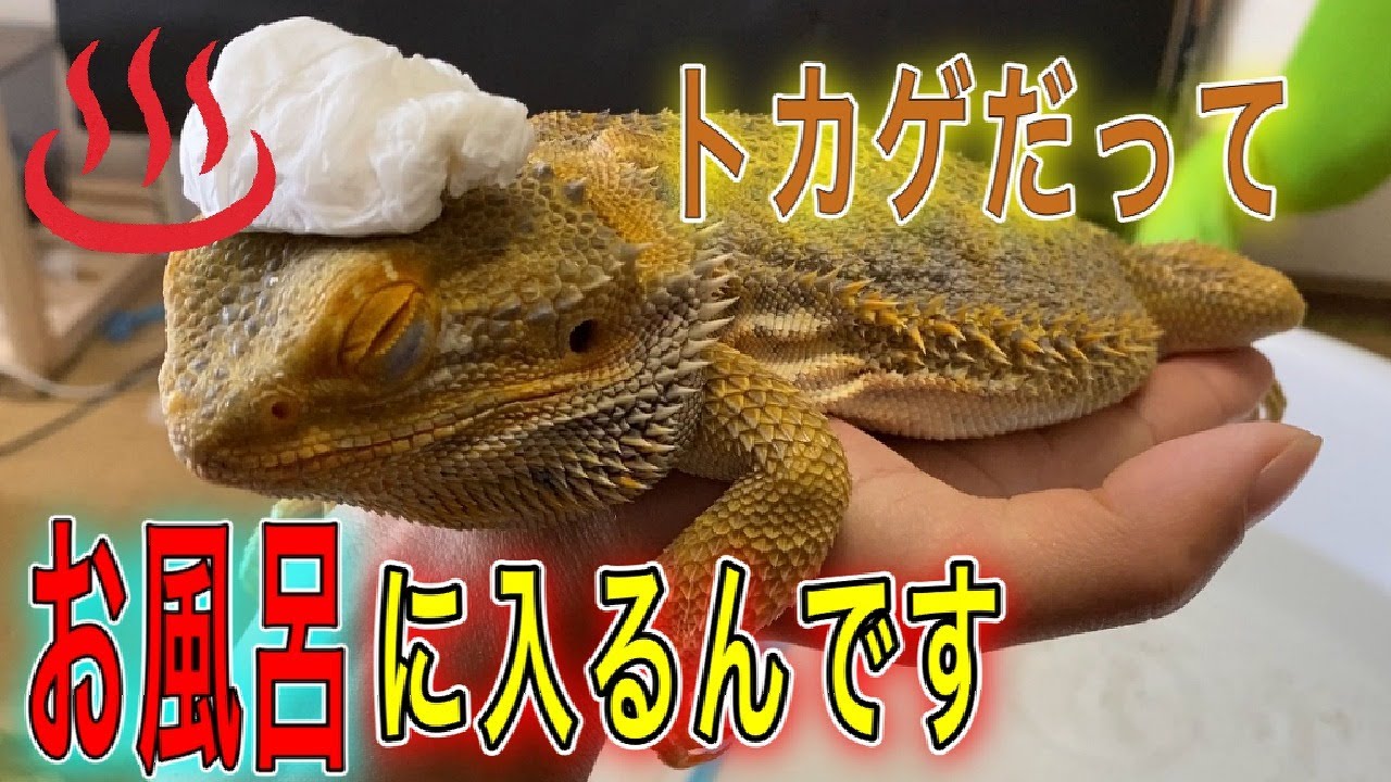 フトアゴヒゲトカゲのお風呂タイム。爬虫類もお風呂入ります!