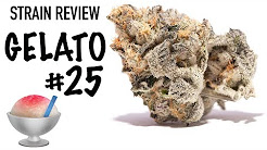 Strain Review: Gelato #25