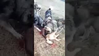 VIDEO. Ăsta se poate numi om?! A aruncat pisica în mijlocul haitei