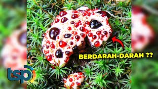 Tumbuhan Ini Berdarah-darah, Tapi Ternyata... screenshot 3