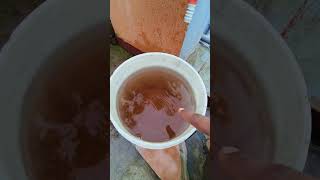 Humic Acid A Key To Boost Plant Growth & Flowering