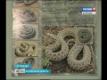 В Астраханской области участились случаи укусов человека пауками и змеями