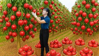 Download Lagu Harvesting Sichuan Pomegranate \u0026 Making Ice Cream Go To Market Sell | Fruit For The Super Rich Only MP3