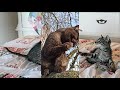 Funny 💞 Pets Cats 💖