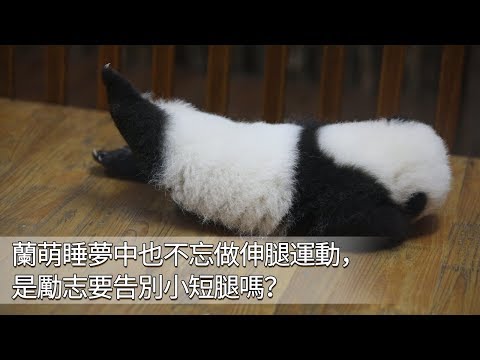 《熊貓早晚安》蘭萌睡夢中也不忘做伸腿運動，是勵志要告別小短腿嗎？| iPanda