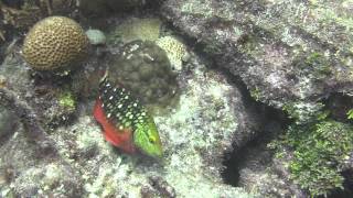 Looe Key Reef - August 2012