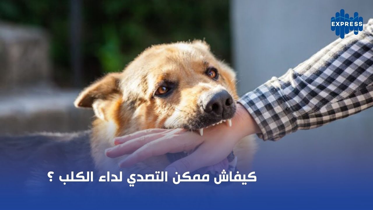 كيفاش ممكن التصدي لداء الكلب ؟