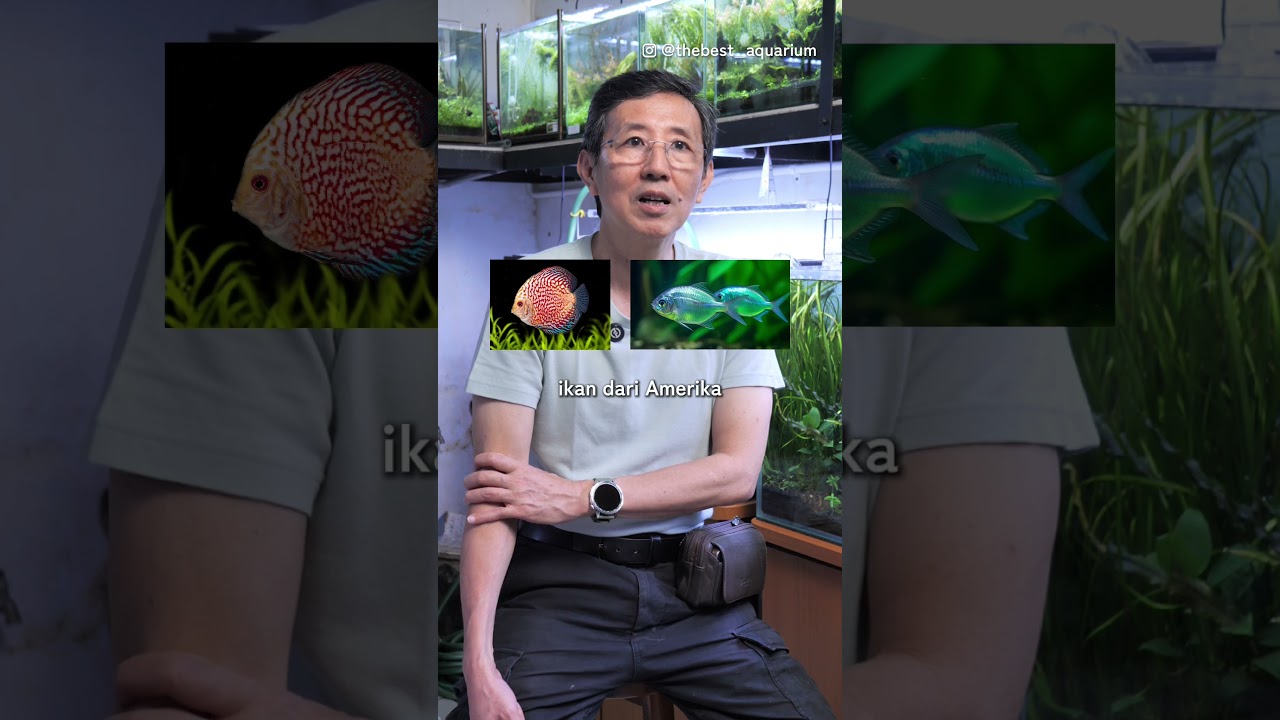 Om Bing Menjawab Aquarist Kombinasi Ikan Yang Klop