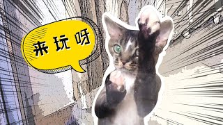 【吸猫短片】铲屎的，刷什么厕所啊？快来跟我一起玩！！ by 麻辣德文 125 views 3 years ago 2 minutes, 20 seconds