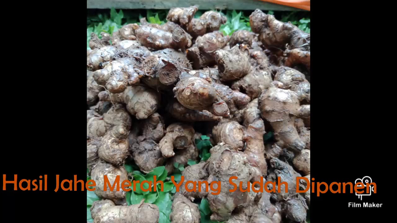 Bibit Jahe Merah Super Rumahan