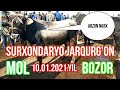 SURXONDARYO MOL BOZORI JARQURG'ON.10.01.2021.JARQURGON Джаркурган Мал базари.10.01.2021.Узнарх