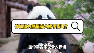 十万个为什么【动物篇】你知道大熊猫有六根手指吗？