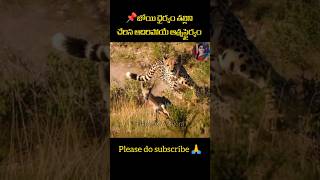 🎯పిల్ల కంగారు ఆత్మస్థైర్యం🔥🔥🔥#education #kangaroo#australia #science #survivalskills#nature #wisfom
