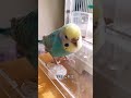 セキセイインコちゃんの鼻の色の話　The Story of Budgie Nose Color