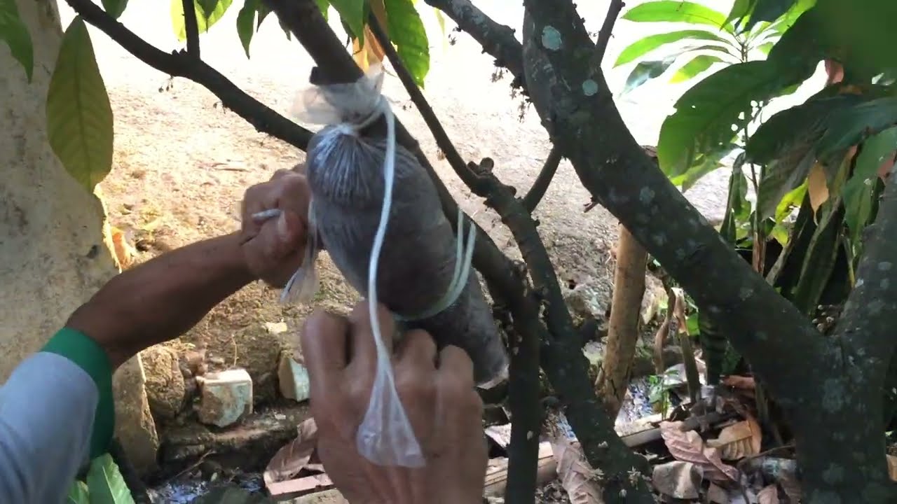 CANGKOK SISIP KAKAO MCC 02. HASILNYA MENAKJUBKAN!!