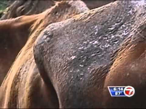 Freedom's Flight goes to Hollywood