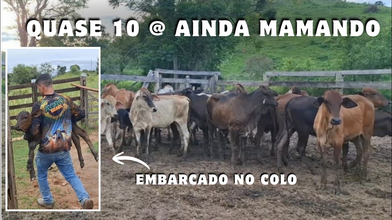 Esses bezerros não param de mamar 😱😱😱