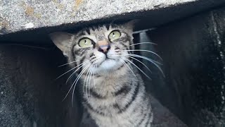 岸壁のキジトラ野良猫、ナデナデしたら懐いてきた