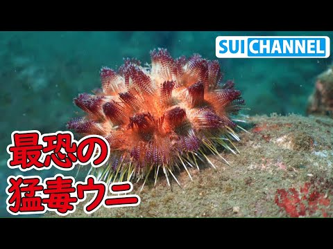 Video: Blauwgeringde octopus: beschrijving van de soort, habitat, voortplanting en houden in het aquarium