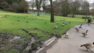 Beautiful ? in Springfield park Rochdale Uk