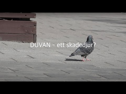 Video: Junibagge - ett skadedjur som börjar sin aktivitet medan den fortfarande är en larv