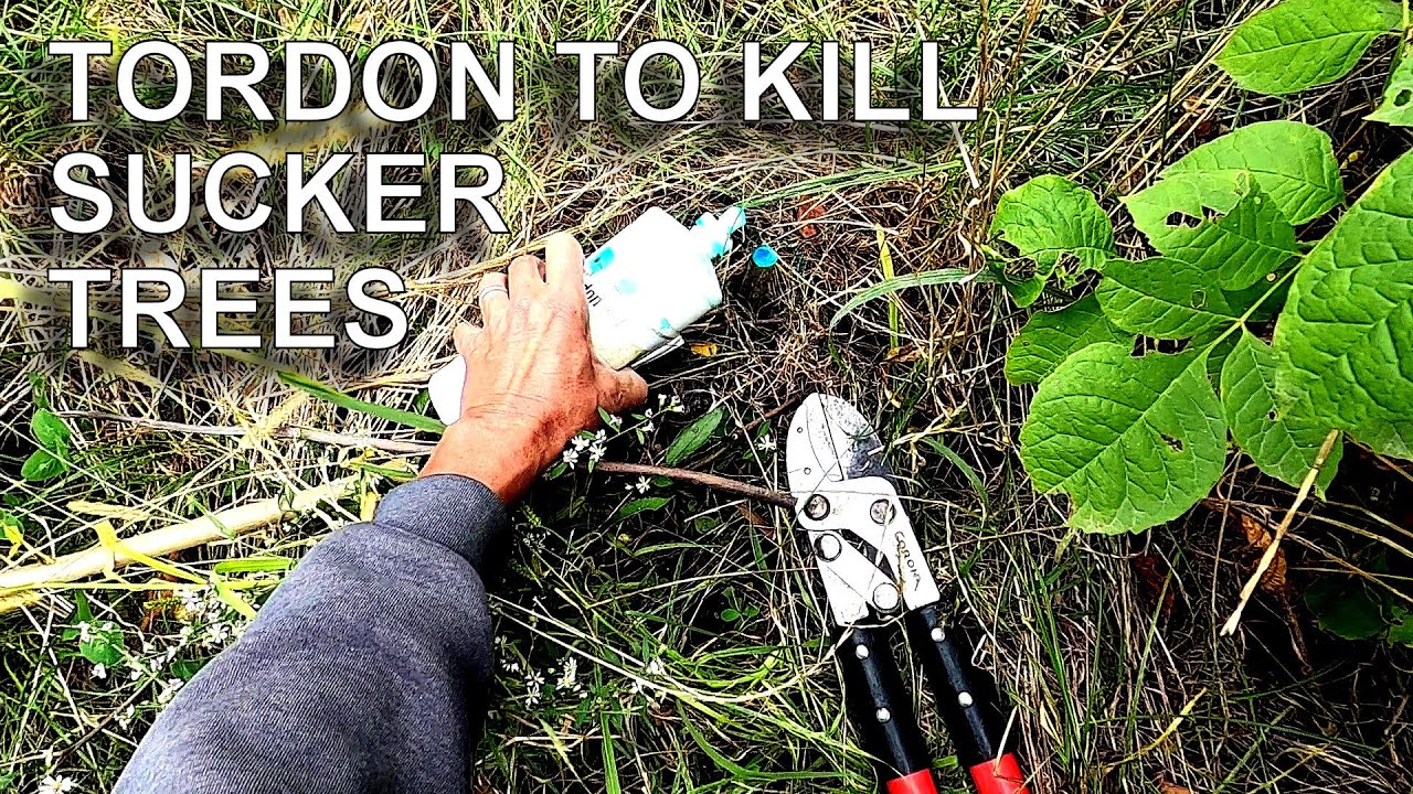 Using Tordon on the ReSprouting Trees in Bigfoot Prairie YouTube