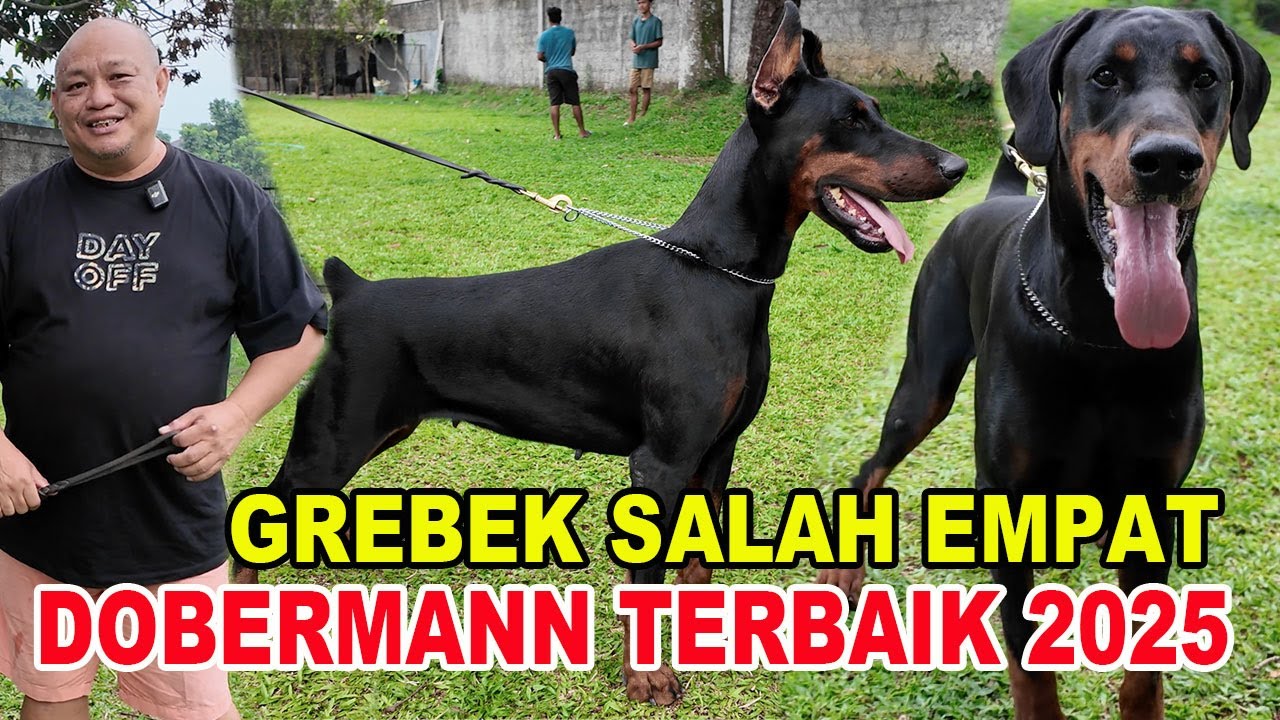 Grebek Salah Empat Anjing Dobermann Terbaik Indonesia 2025