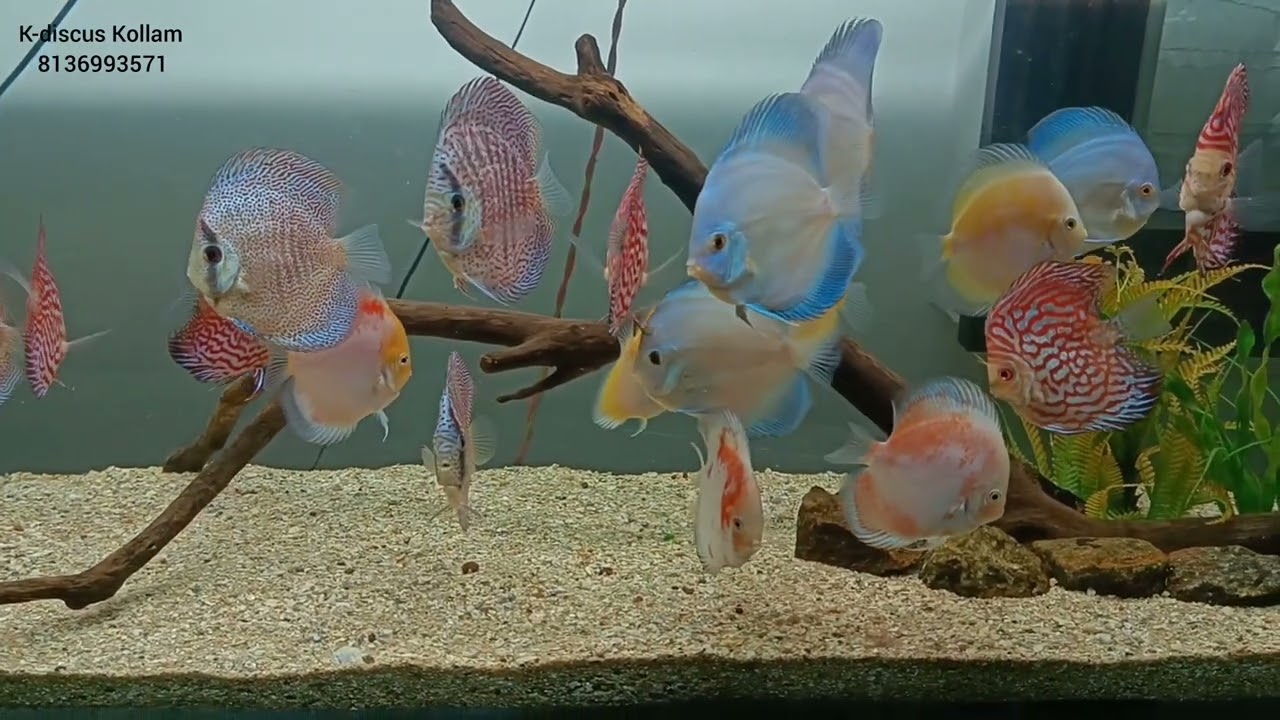 breeding size discus for sale