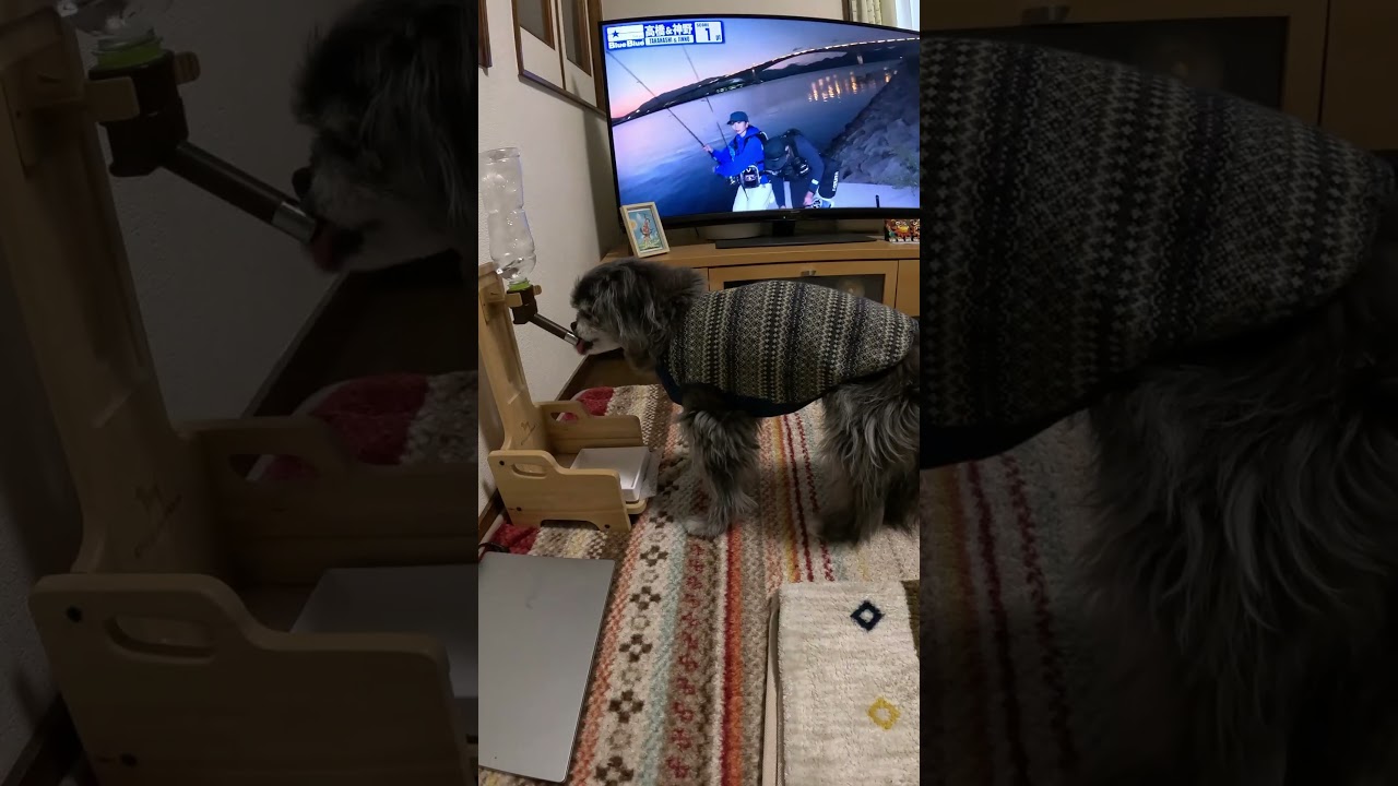 釣りを無視する犬（Dog ignoring fishing） 