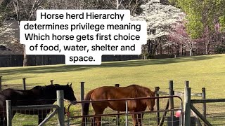 Horse Fact! Horse Herd Hierarchy Determines Privilege! #americandreamfarm #learnabouthorses