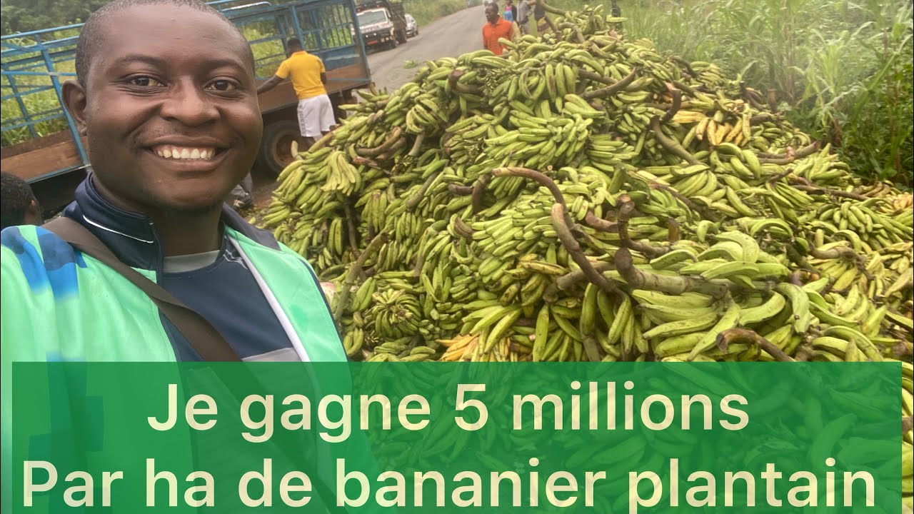 COMMENT GAGNER 5MILLIONS SUR 1HA DE BANANIER PLANTAIN