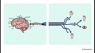 Class XI Biology Chapter 18 One Shot 😱 | Human Heart Full Chapter | Board + NEET