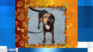 Adopt a pet from St. Tammany Animal Shelter