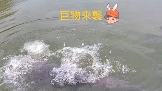 第一次到休閒池釣魚 Wild fishing in Taiwan. [嘟嘟釣魚狂#247] 2024/02/13 by 嘟嘟釣魚狂 3,675 views 2 months ago 12 minutes, 43 seconds