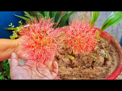 Video: Ruellia (33 Nuotraukos): Mėlynosios Ruelijos Gėlių Ir Priežiūros Namuose, Portelų Ir Devaux Rūšių, Karolinos Ir Brittono, Auginimo Ir Dauginimo Auginiais Aprašymas